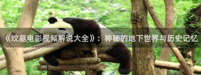 x8x8午夜黄大色黄大片美女：《坟墓电影视频解说大全》：神秘的地下世界与历史记忆